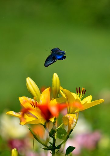 ミヤマカラスアゲハ　百合