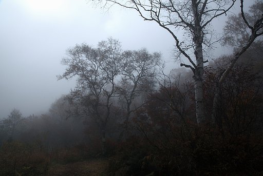 霧の情景