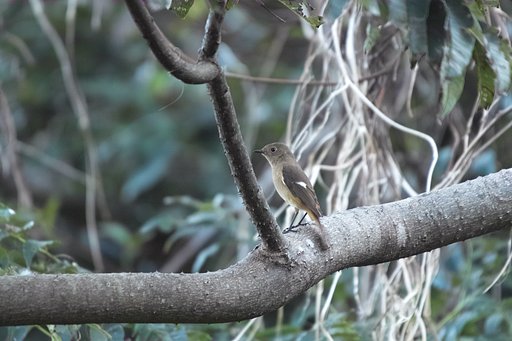ジョウビタキのメス