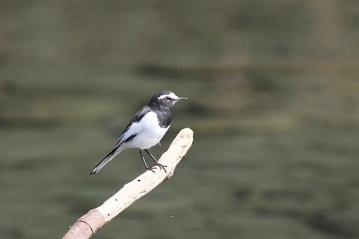 代役