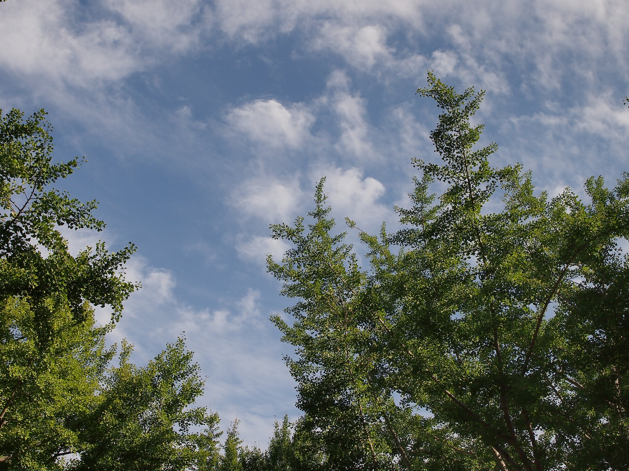 気持ちの良い【空】