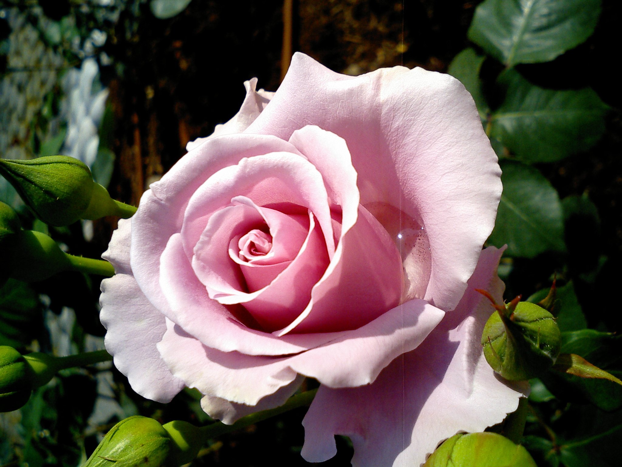 薔薇