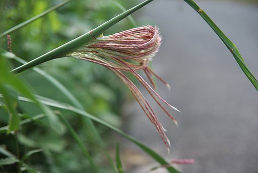 ススキの穂(これから花が)