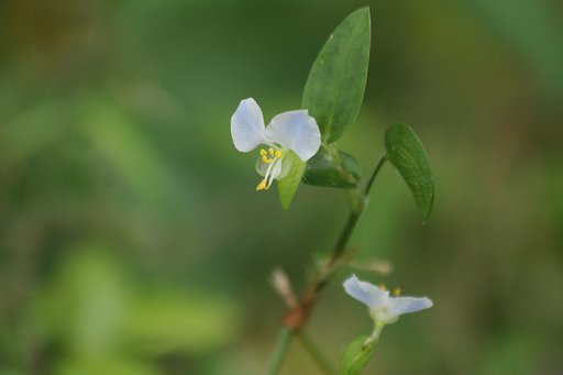 白花ツユクサ