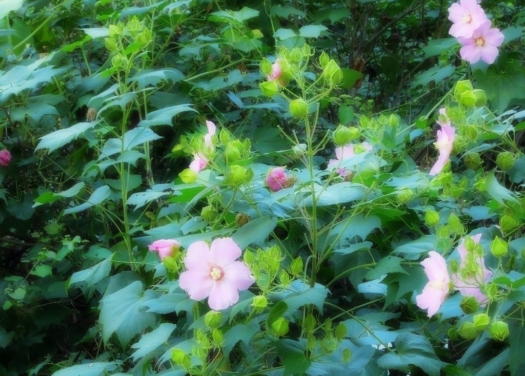 茎が【長】くて背の高い