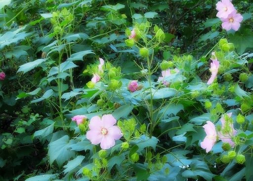 茎が【長】くて背の高い