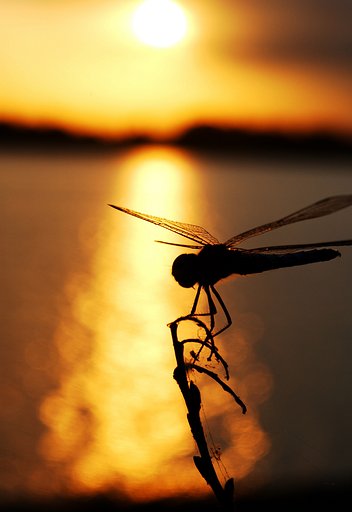 湖面夕日