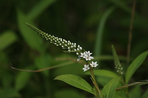 夏の先駆け