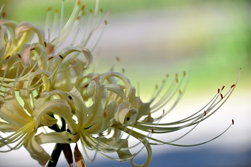 白い花