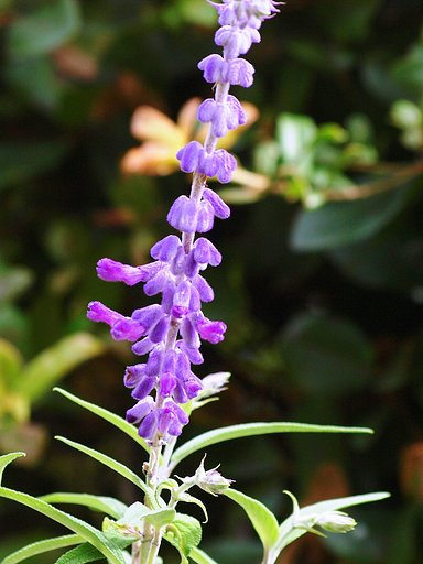 【長】い軸に花が一杯咲いてます。（A）