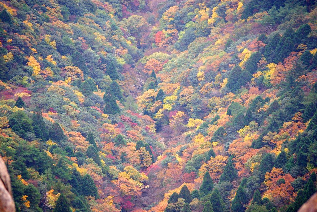 紅葉