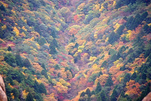 紅葉