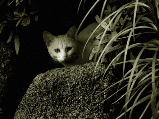 寂しげな仔猫