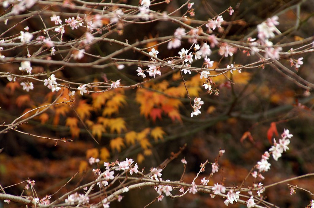 【逆】桜と紅葉