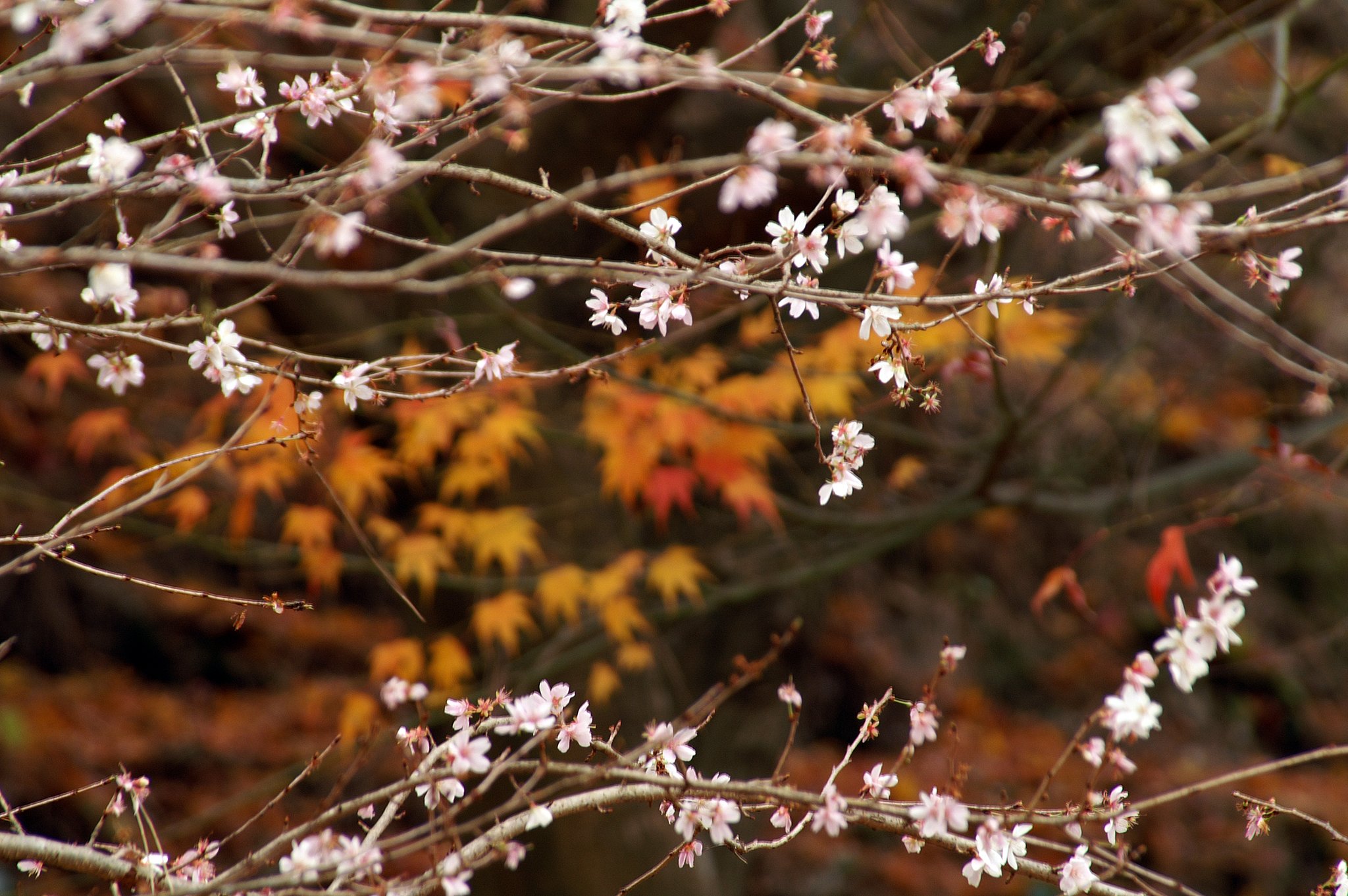 【逆】桜と紅葉