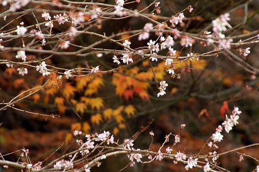 【逆】桜と紅葉