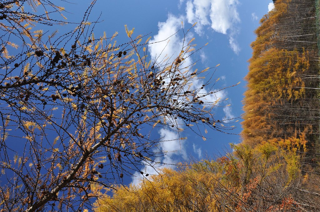 落葉の森　２
