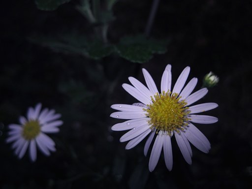雨の紫苑