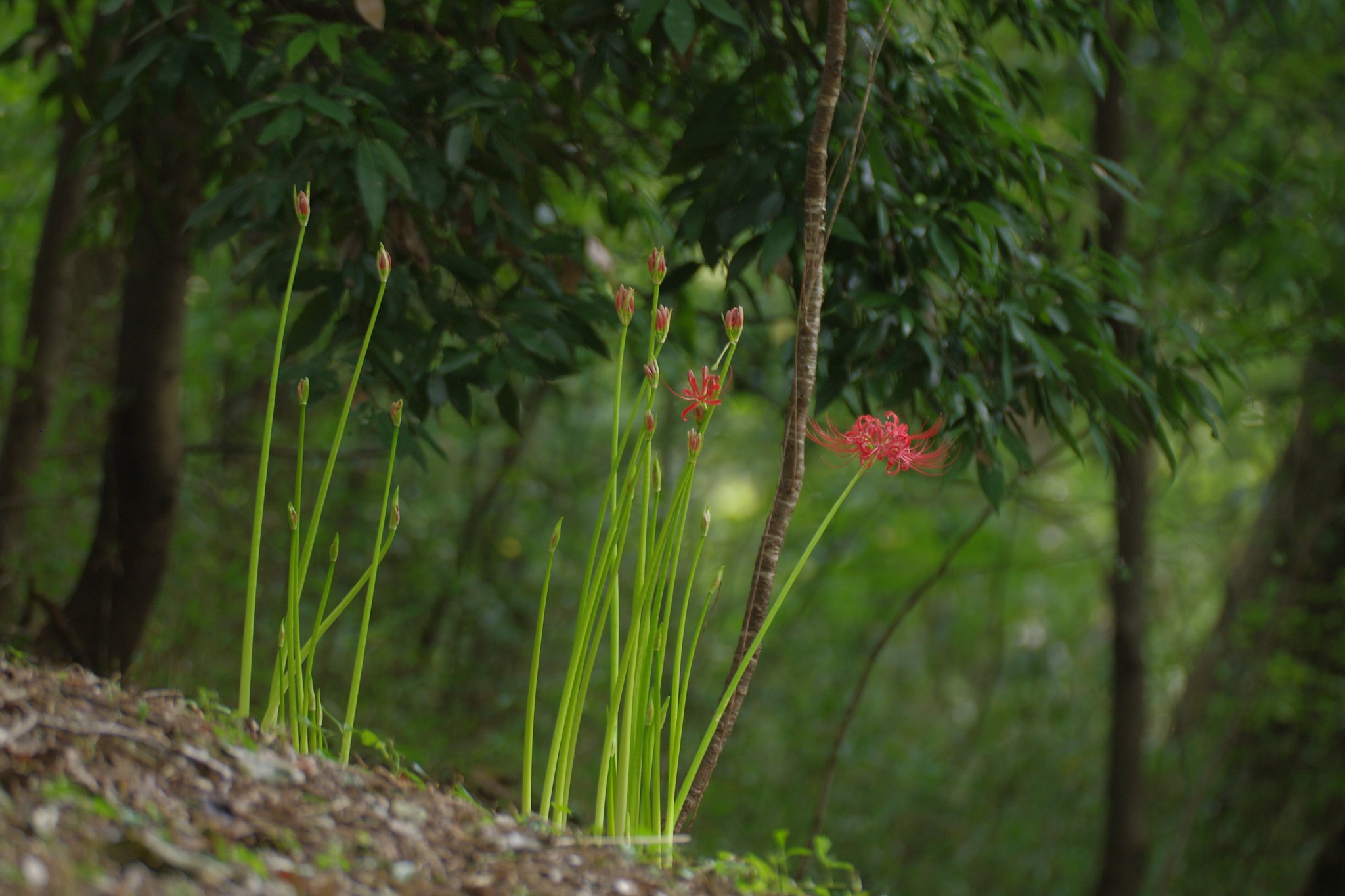 森の曼珠沙華