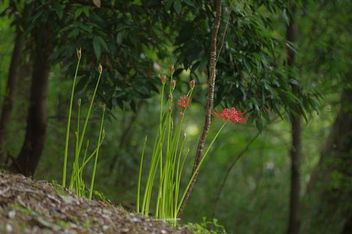 森の曼珠沙華