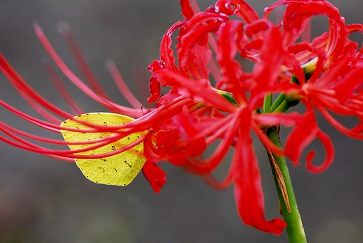 彼岸花にモンキチョウ