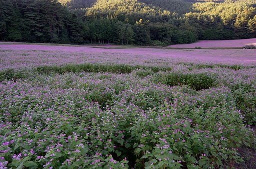 高嶺（たかね）ルビー