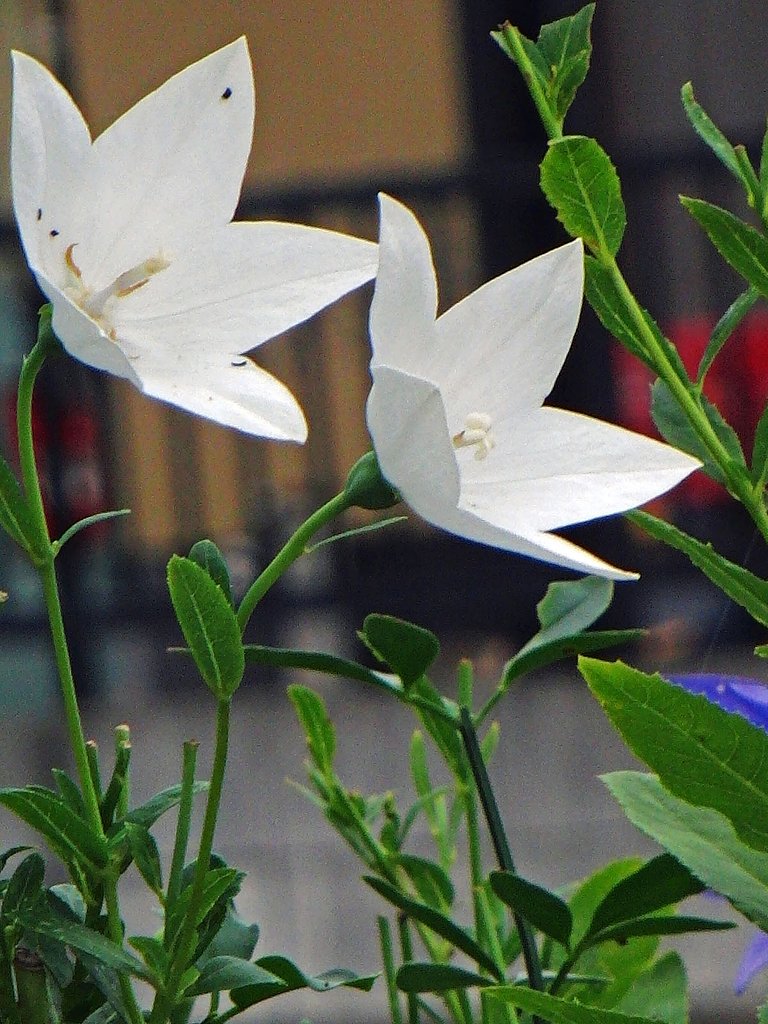清楚