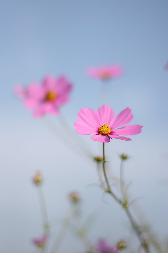 プラナー50ｍｍ