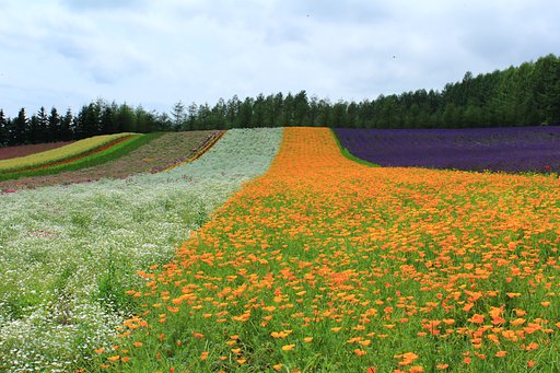 花の絨毯