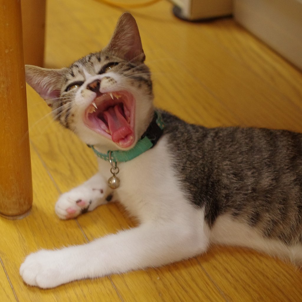 ふあ〜...