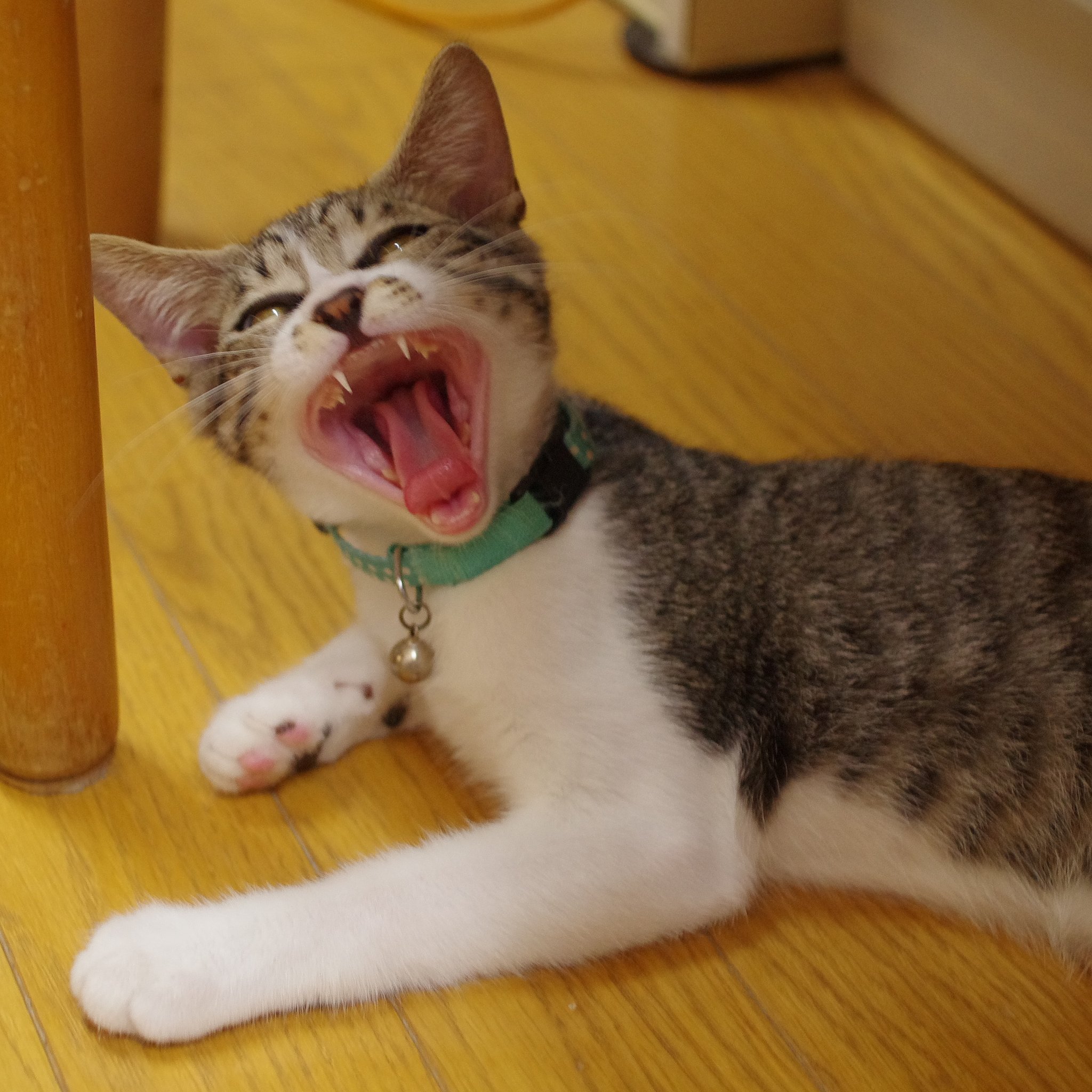 ふあ〜...