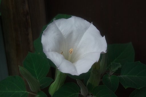ケチョウセンアサガオの花が咲きました。