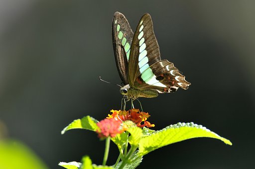 アオスジアゲハ