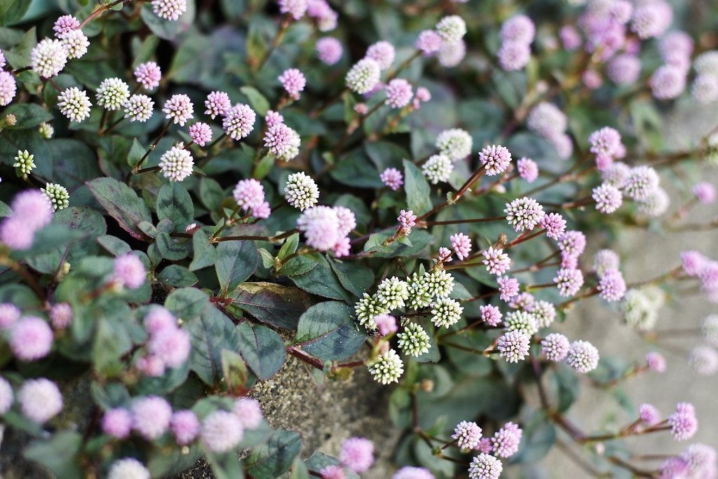 我が家で探した冬の花-2-