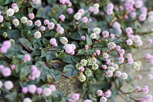 我が家で探した冬の花-2-