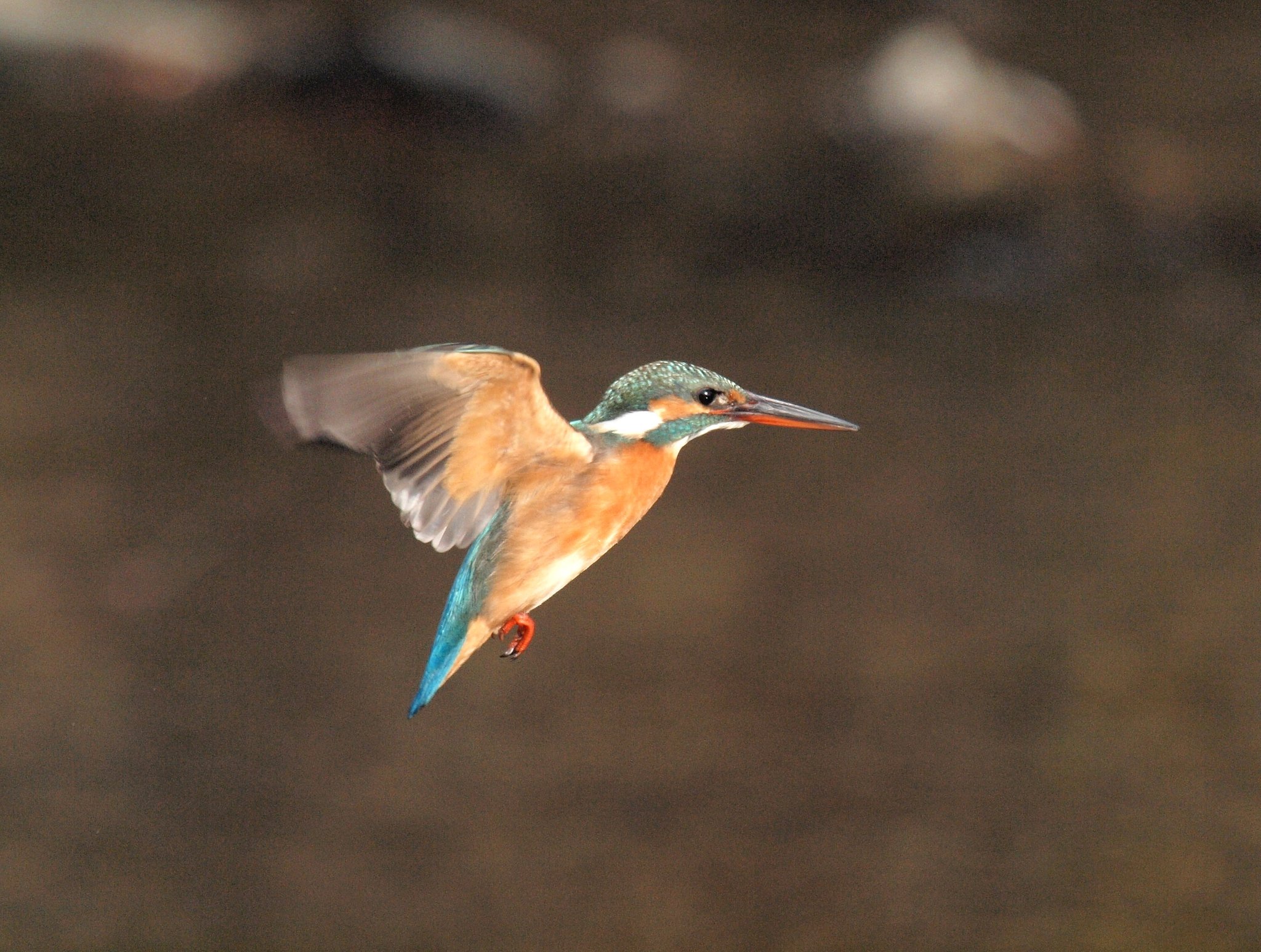 SIGMA  50-500mm