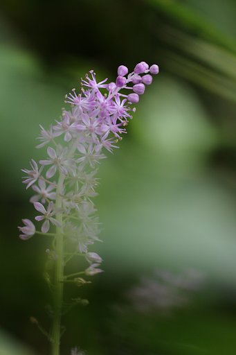 草むらのツルボ