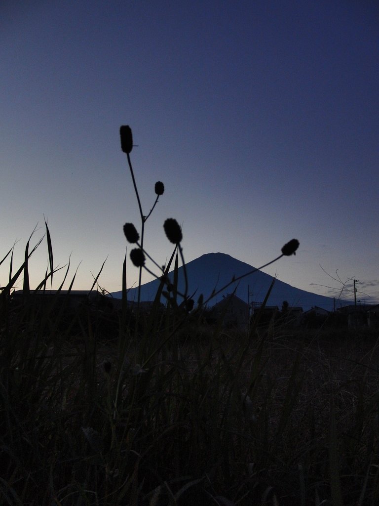 貴方に〜〜♪♪♪　吾亦紅富士山
