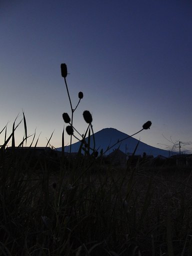 貴方に〜〜♪♪♪　吾亦紅富士山