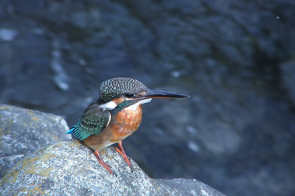 湯殿川のカワちゃん