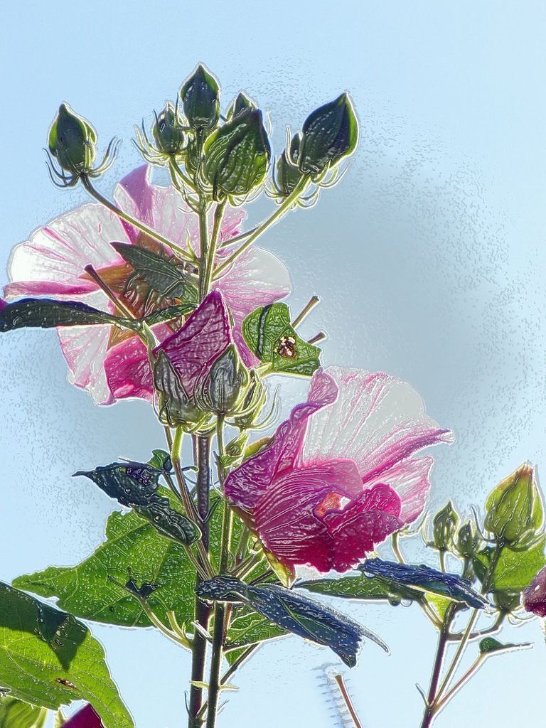 彼岸花は諦めて