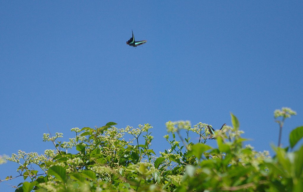 秋空