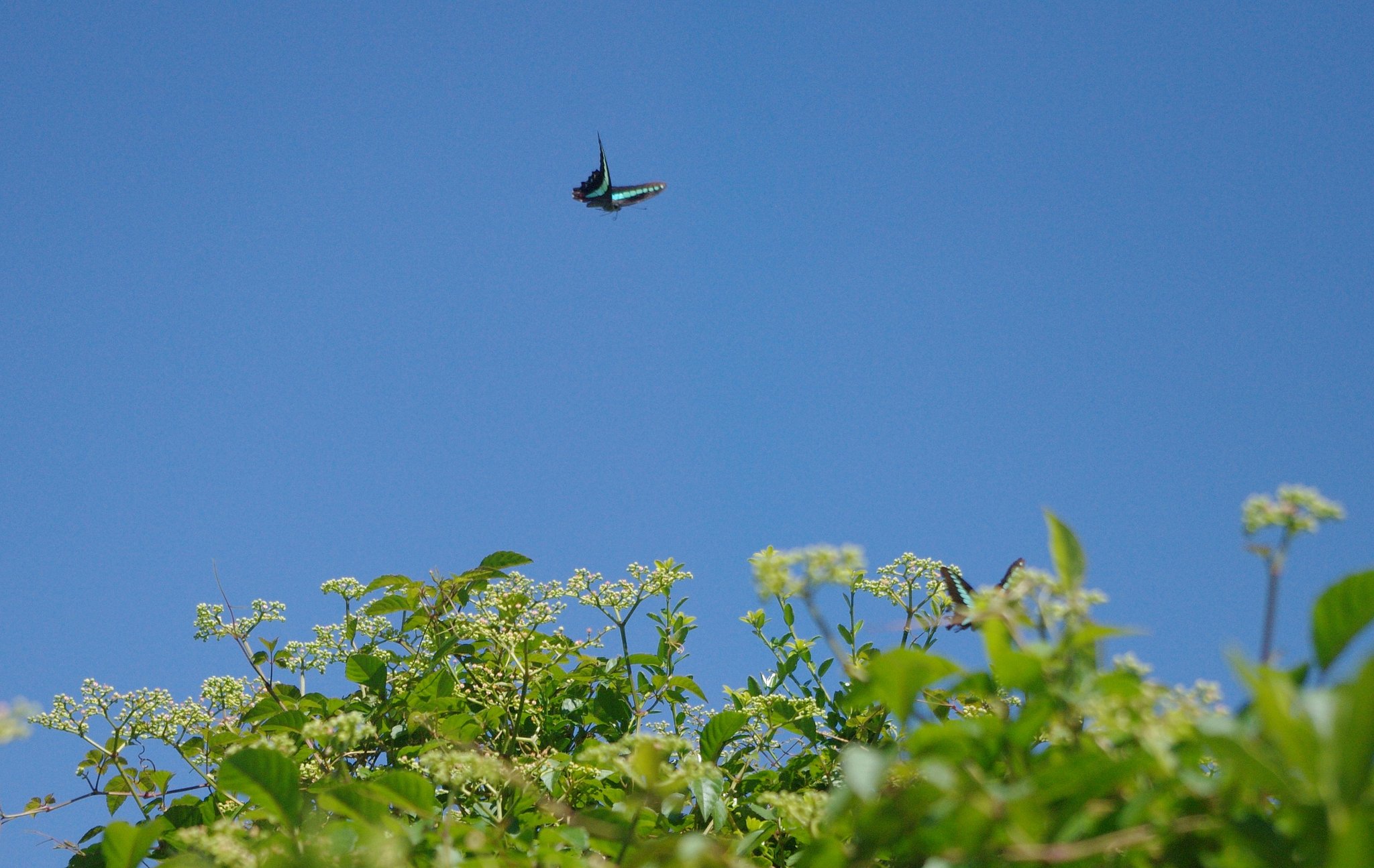 秋空