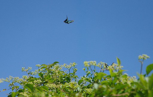 秋空