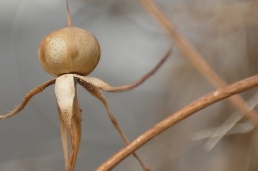 綱渡りのポーズ