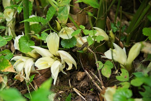 ミョウガの花満開。