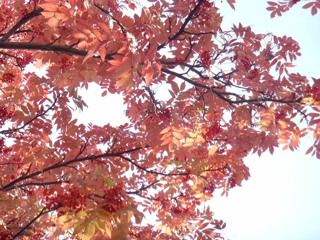 【紅】紅葉