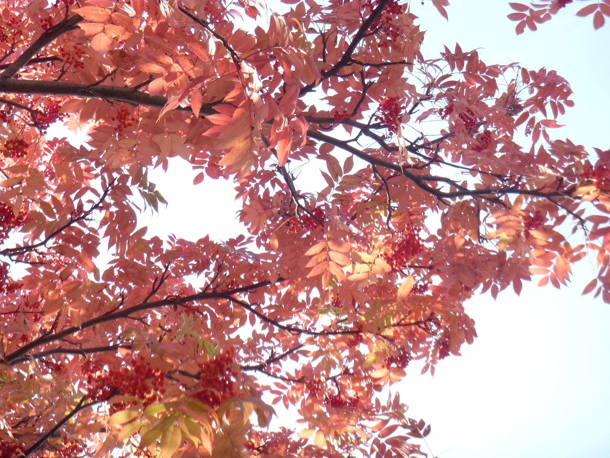 【紅】紅葉