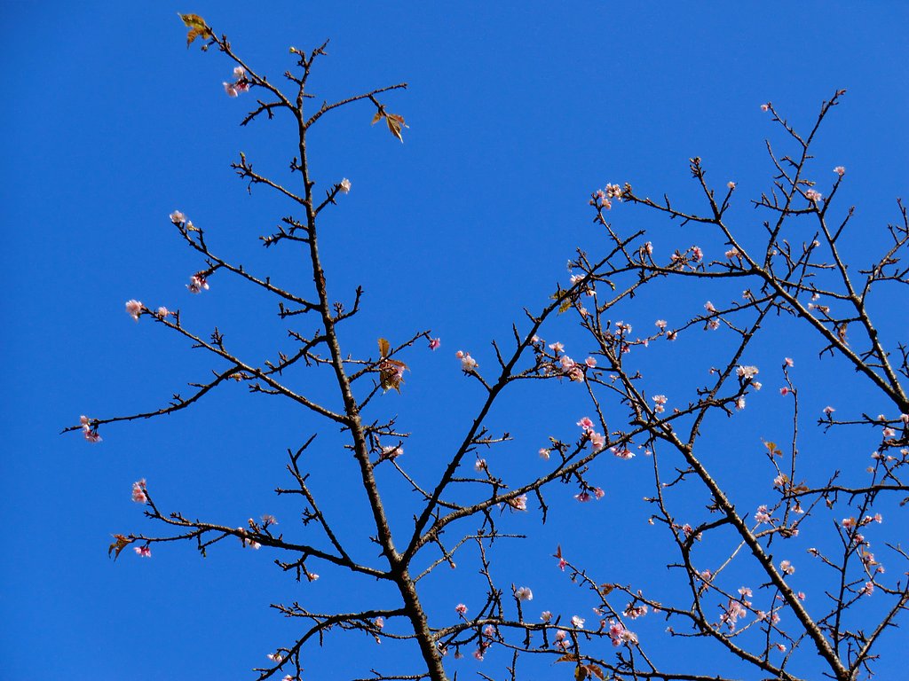 くるい咲きの桜