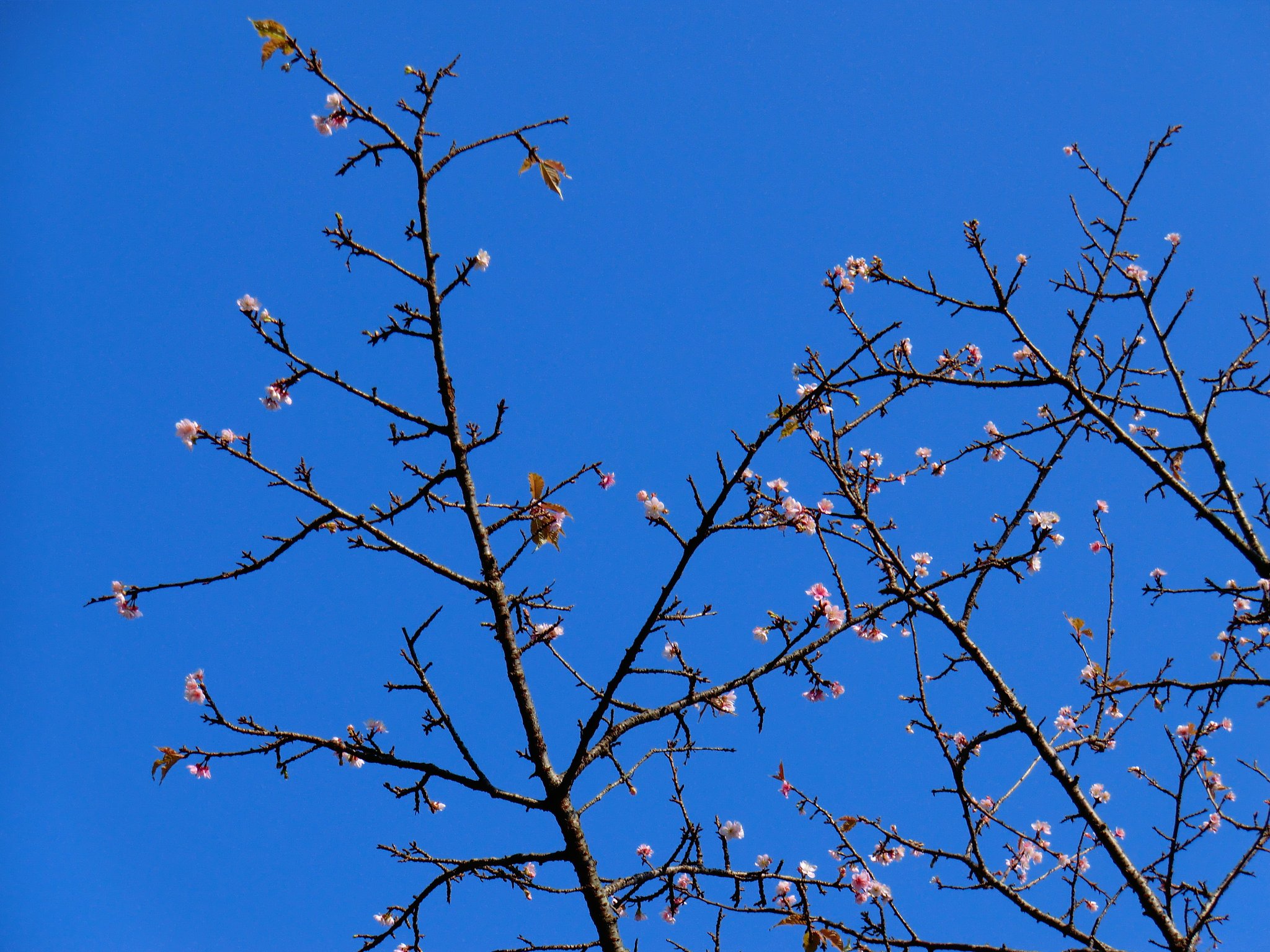 くるい咲きの桜